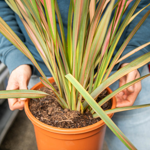 Simegarden Phormium tenax pink flamingo 25 cm