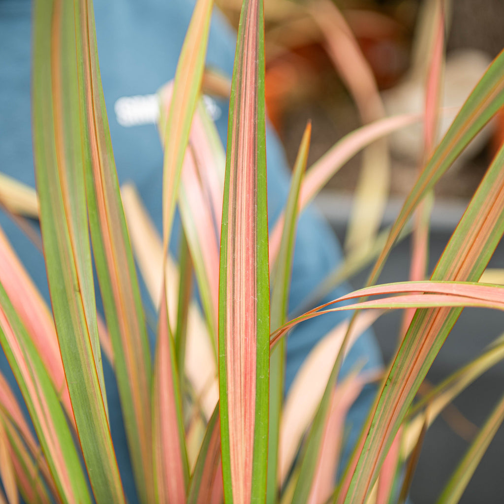 Phormium Tenax Pink Flamingo Simegarden phormium-tenax-pink-flamingo-simegarden