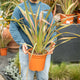 Simegarden Phormium tenax pink flamingo 25 cm