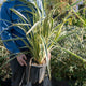 Simegarden Phormium tenax variegatum 24 cm
