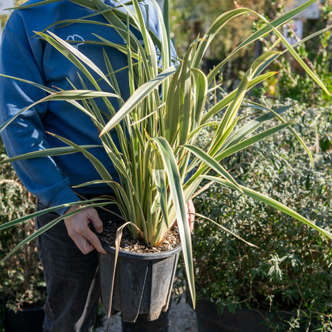 Simegarden Phormium tenax variegatum 24 cm