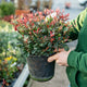 Simegarden Photinia fraseri little frenna 18 cm