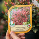Simegarden Photinia fraseri little frenna 18 cm