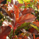 Simegarden Photinia magical volcano