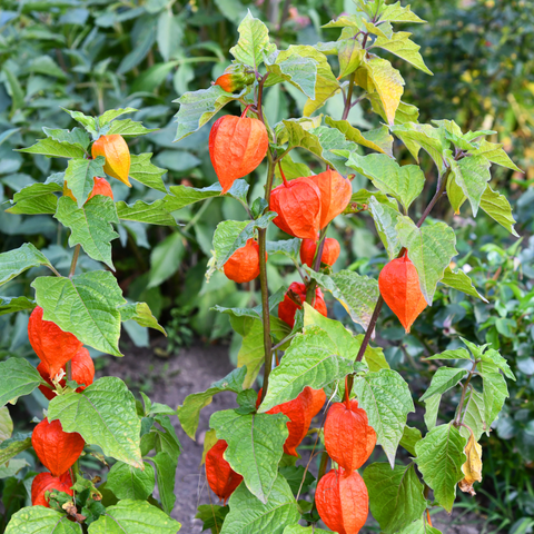 Simegarden Physalis alkekengi 13 cm