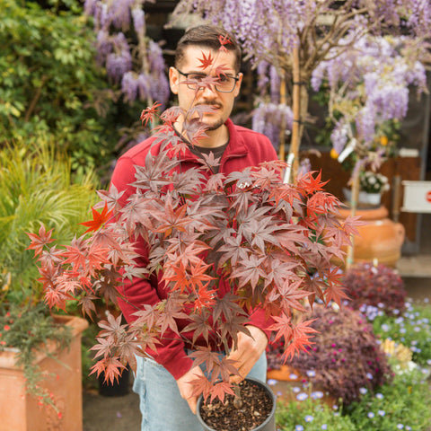 Simegarden Pianta Acero rosso giapponese 20 cm