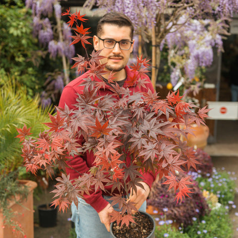 Simegarden Pianta Acero rosso giapponese 20 cm