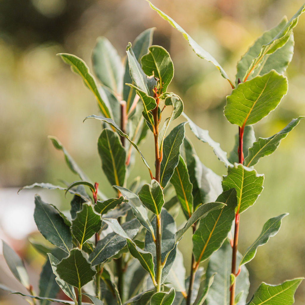 Lauro alloro - Laurus nobilis – Simegarden