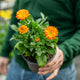 Simegarden Pianta Calendula 14 cm / Arancio