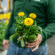 Simegarden Pianta Calendula 14 cm / Giallo