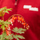 Simegarden Pianta cuore di maria "valentine" 17 cm