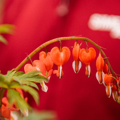 Simegarden Pianta cuore di maria "valentine" 17 cm