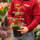 Simegarden Pianta cuore di maria "valentine" 17 cm