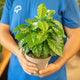 Simegarden Pianta del caffè 15 cm