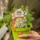 Simegarden Pianta di Camomilla 14 cm