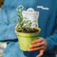 Simegarden Pianta di Dragoncello 14 cm