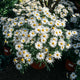 Simegarden Pianta di Margherita 19 cm
