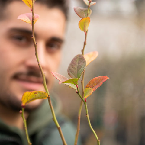 Simegarden Pianta di mirtillo americano Pianta acidofila