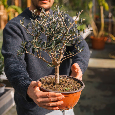 Simegarden Pianta di Ulivo 20 cm