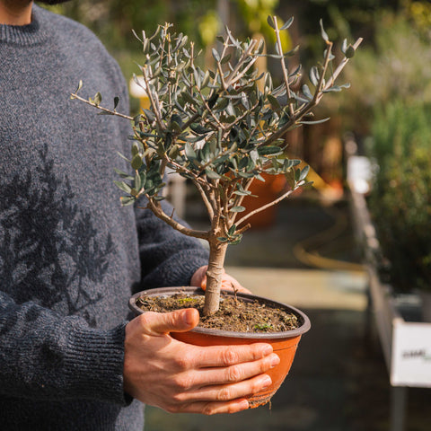 Simegarden Pianta di Ulivo 20 cm