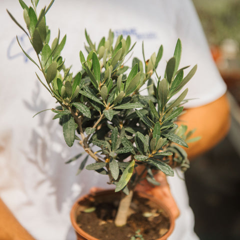 Simegarden Pianta di Ulivo