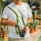 Simegarden Pianta dragon fruit 12cm