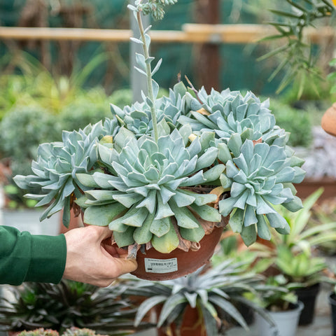 Simegarden Pianta Echeveria 25 cm / 1
