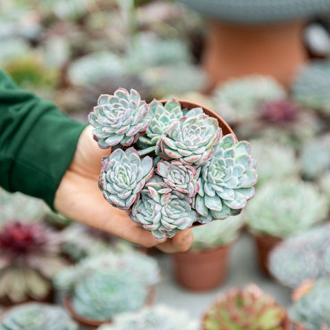 Simegarden Pianta Echeveria