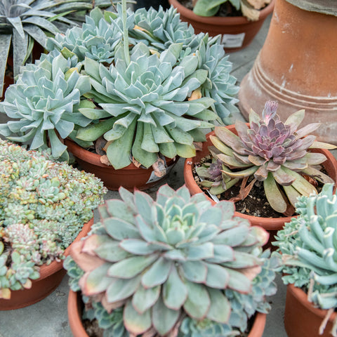 Simegarden Pianta Echeveria