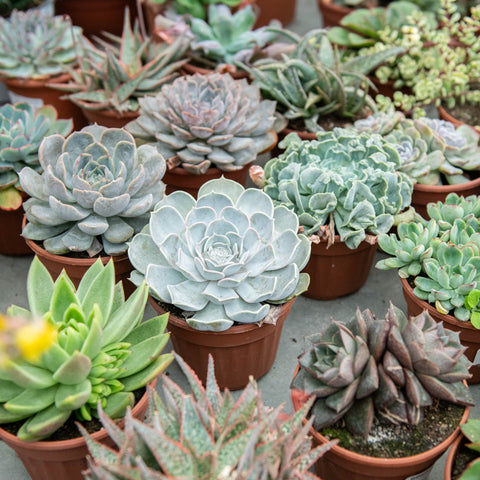 Simegarden Pianta Echeveria