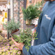 Simegarden Piante conifere