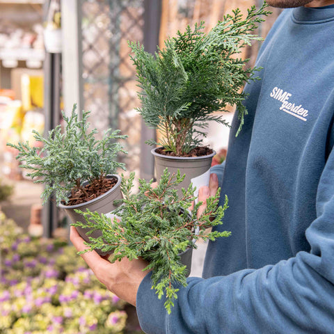 Simegarden Piante conifere