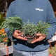 Simegarden Piante conifere