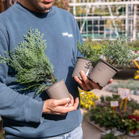 Simegarden Piante conifere