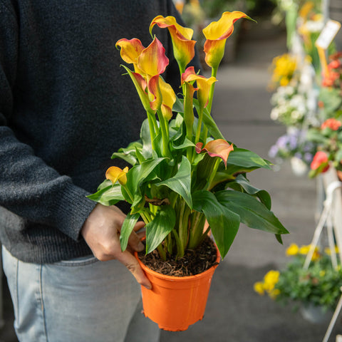 Simegarden Piante di calle