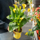 Simegarden Piante di calle