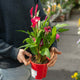 Simegarden Piante di calle