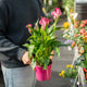 Simegarden Piante di calle