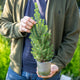 Simegarden Picea glauca Conica 15 cm