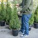 Simegarden Picea glauca Conica 25 cm - H 120 cm