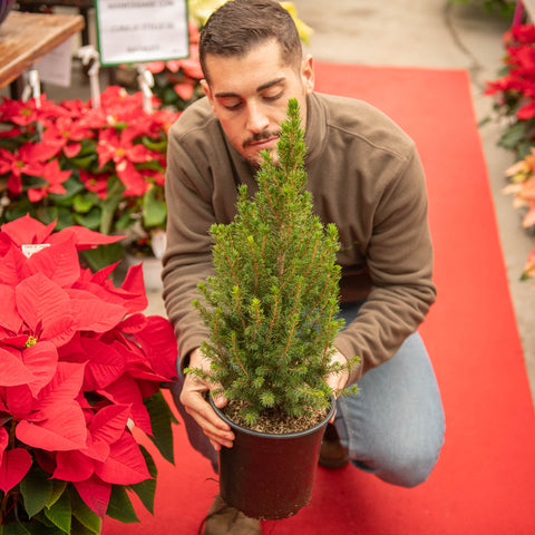 Simegarden Picea glauca Conica