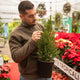 Simegarden Picea glauca Conica