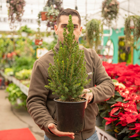 Simegarden Picea glauca Conica