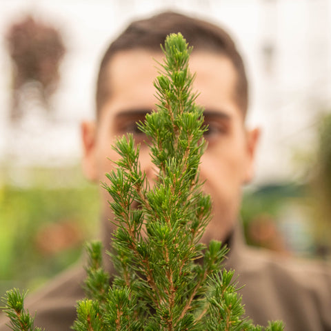 Simegarden Picea glauca Conica