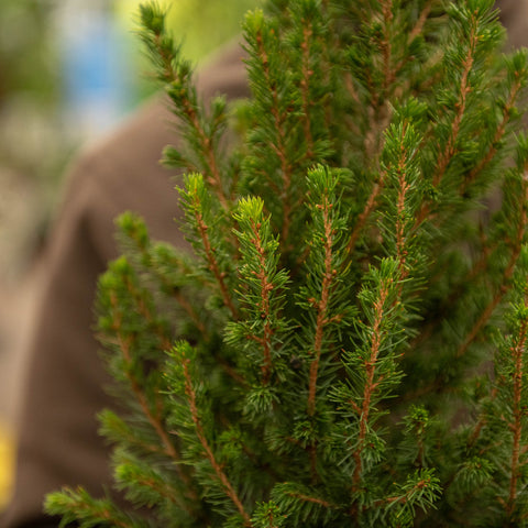 Simegarden Picea glauca Conica