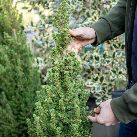 Simegarden Picea glauca Conica