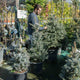 Simegarden Picea pungens glauca 110 cm - circa