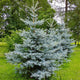 Simegarden Picea pungens glauca