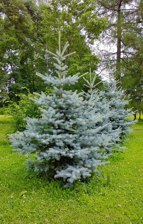 Simegarden Picea pungens glauca