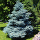 Simegarden Picea pungens glauca